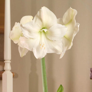Mont Blanc Amaryllis