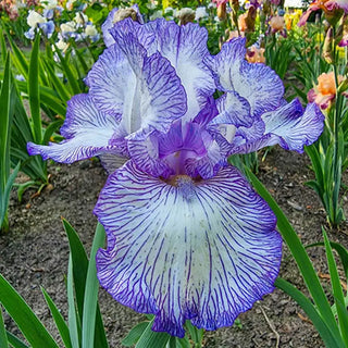 Autumn Circus Reblooming Bearded Iris