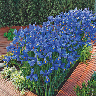 Dutch Iris