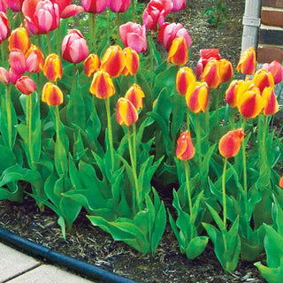 Halley’s Comet Jumbo Perennial Tulip