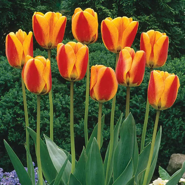 Halleys Comet Jumbo Perennial Tulip | BrecksBulbs.ca