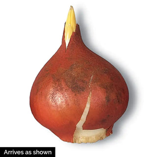 Halley&rsquo;s Comet Jumbo Perennial Tulip