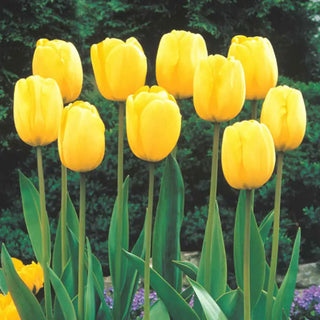 Sun Gold Jumbo Perennial Tulip