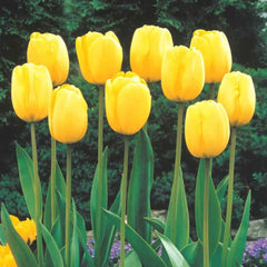Sun Gold Jumbo Perennial Tulip | BrecksBulbs.ca