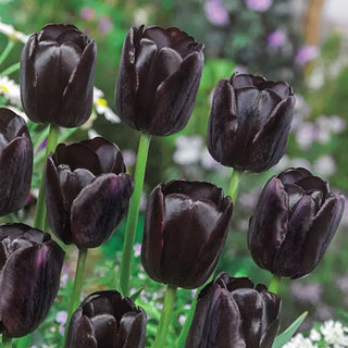Queen of Night Tulip