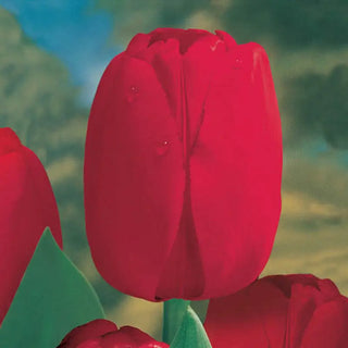 Red Dynasty™  Tulip