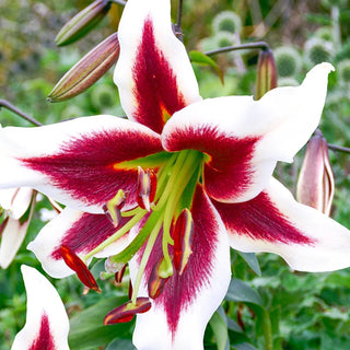 Beverly Dreams Lily Tree®