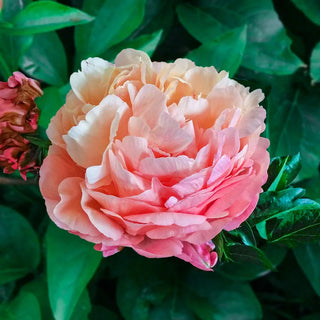Pink Hawaiian Coral Peony