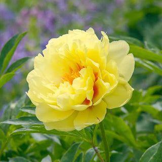 Bartzella Itoh Peony