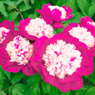 White Cap Peony