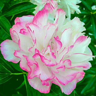 Joker Peony