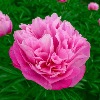 Joker Peony