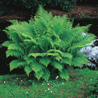 Hardy Lady Fern