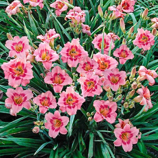 Strawberry Candy Reblooming Daylily