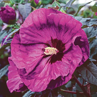 Berry Awesome Hibiscus