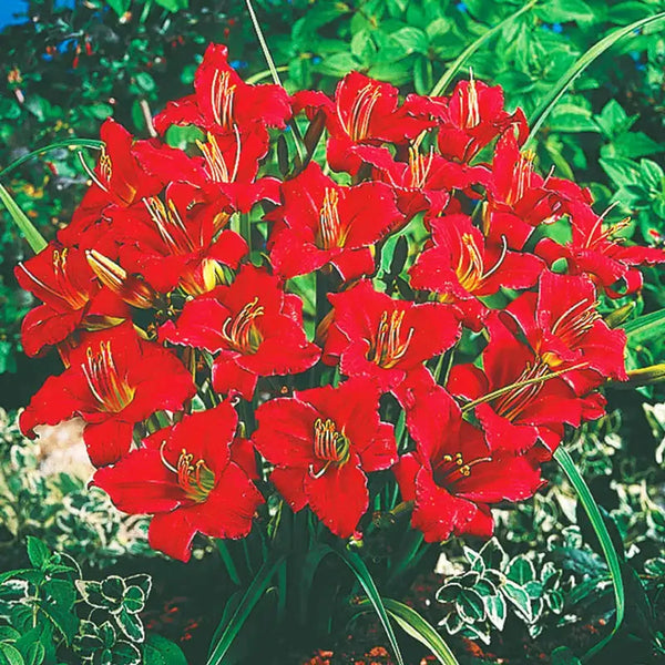 Ruby Stella Daylily | Sun Perennials | Breck's Bulbs Canada