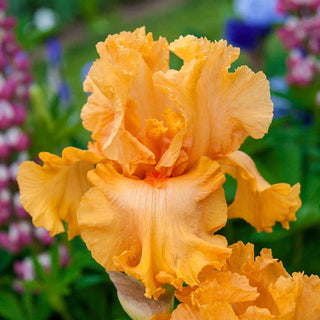 Orange King Bearded Iris E