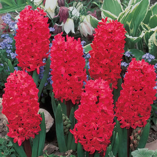 Jan Bos Fragrant Hyacinth