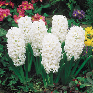 Carnegie Fragrant Giant Hyacinth