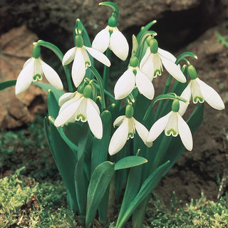 Early Snowdrops