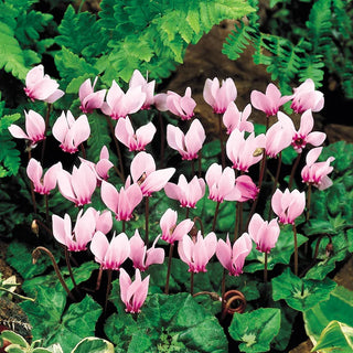 Hardy Cyclamen