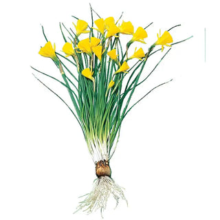Golden Bells Carpet Daffodil