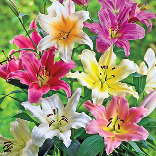 Lily Tree Mixture 74793