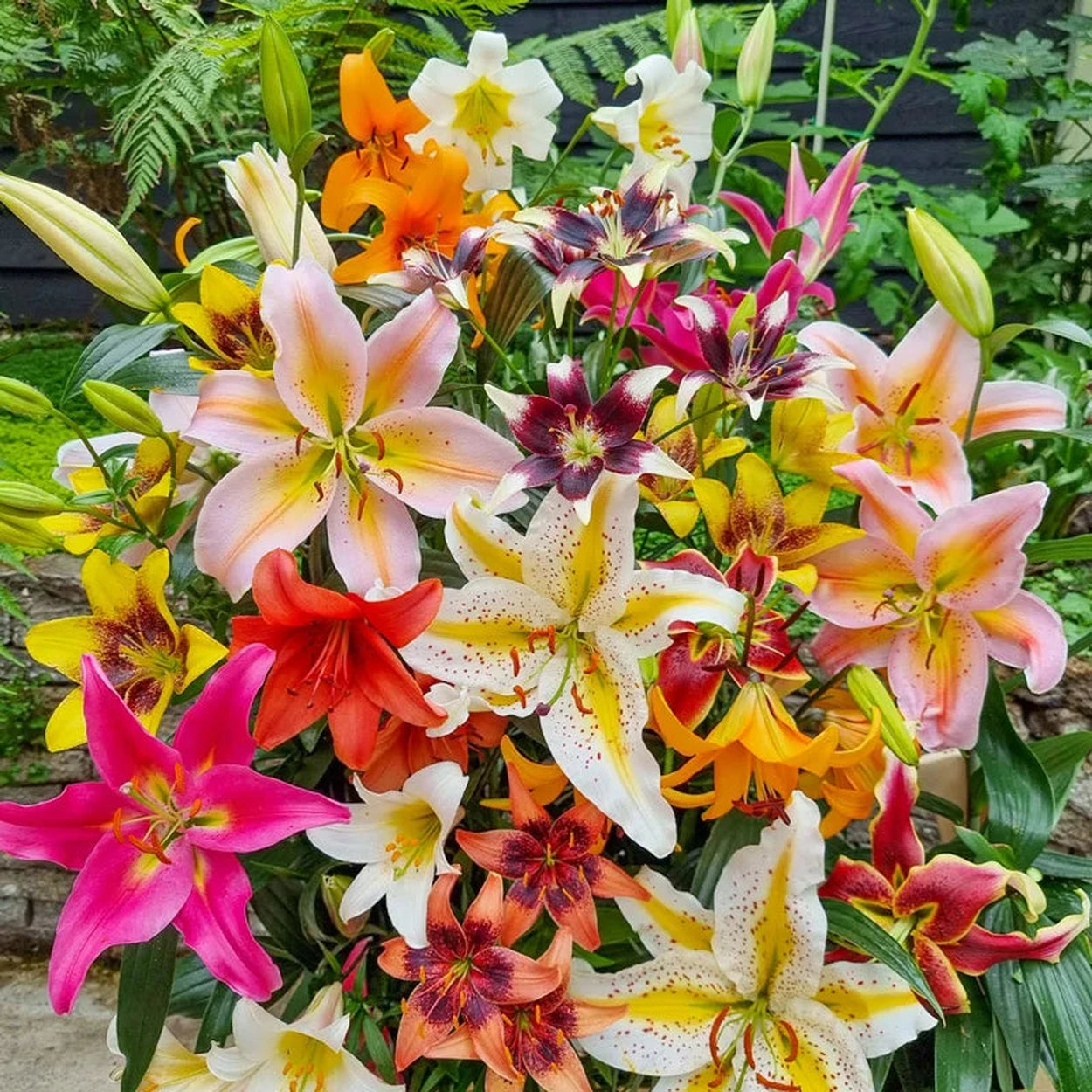 do asiatic lilies attract bees All Season Lily Mixture
