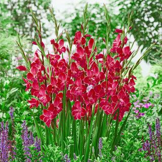 Atom Hardy Gladiolus