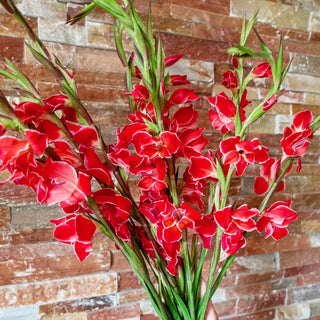 Atom Hardy Gladiolus