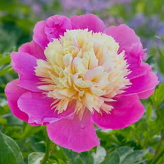 Bowl of Beauty Peony