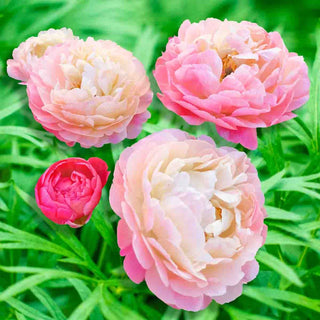 Coral Charm Peony