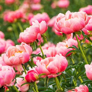 Coral Charm Peony