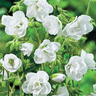 Laura Double Hardy Geranium