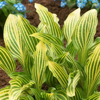Siberian Tiger Hosta