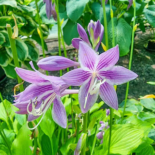 Siberian Tiger Hosta