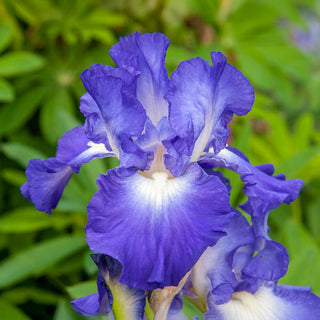 City Lights Reblooming Bearded Iris