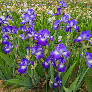 City Lights Reblooming Bearded Iris