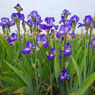 City Lights Reblooming Bearded Iris