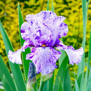 Elainealope Reblooming Bearded Iris