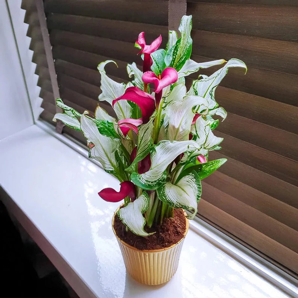 peace lily frozen Frozen Queen Calla Lily – Breck's