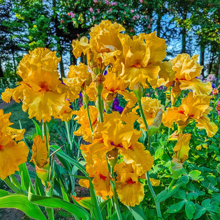 Oregon Firestorm Reblooming Bearded Iris