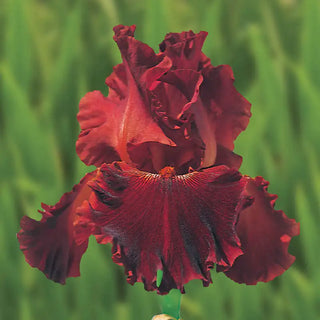 Play With Fire Bearded Iris