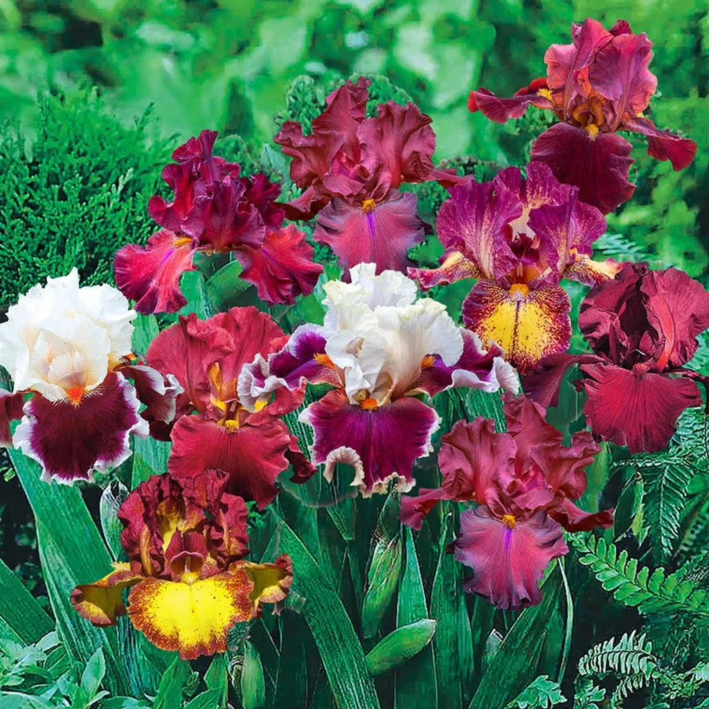 Red Rabbit Iris Red Bearded Iris Mixture | Buy Online | Breck's Canada