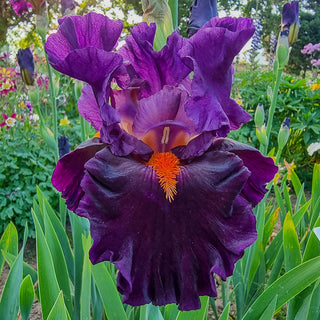 Sharp Dressed Man Tall Bearded Iris