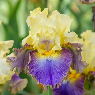 Style Traveller Bearded Iris