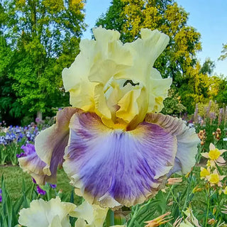 Style Traveller Bearded Iris
