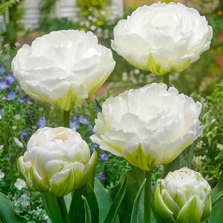 Mount Tacoma Tulip