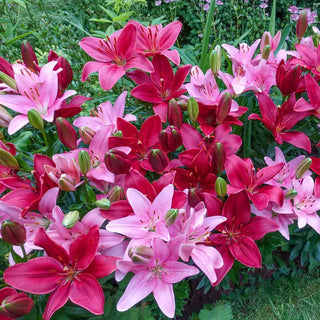 Trailblazer Carpet Border Lily Mixture