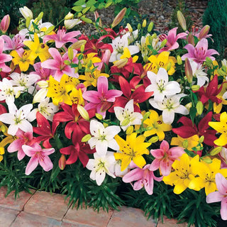 Carpet Border Lily Mixture